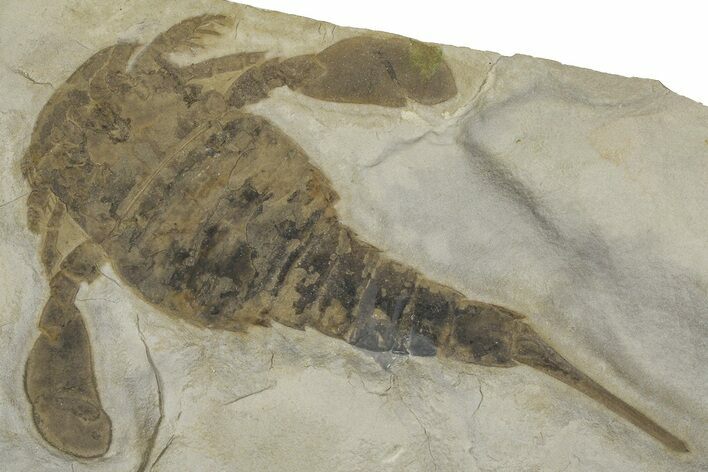 Eurypterus (Sea Scorpion) Fossil - New York #369309